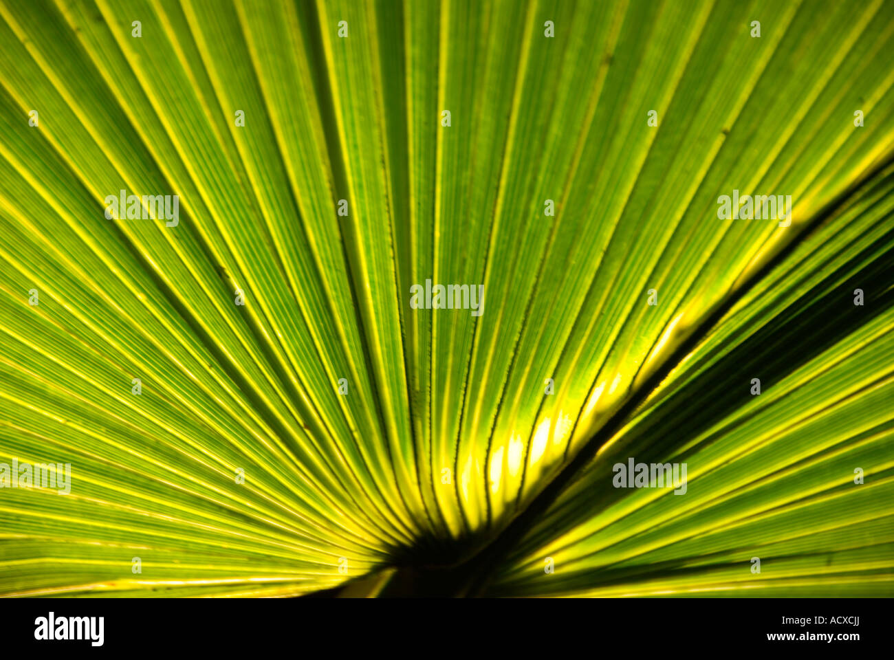 Florida green palm frond ventola dettaglio closeup ritratto natura modello naturale concetto di sfondo idea iconico modello florida Foto Stock