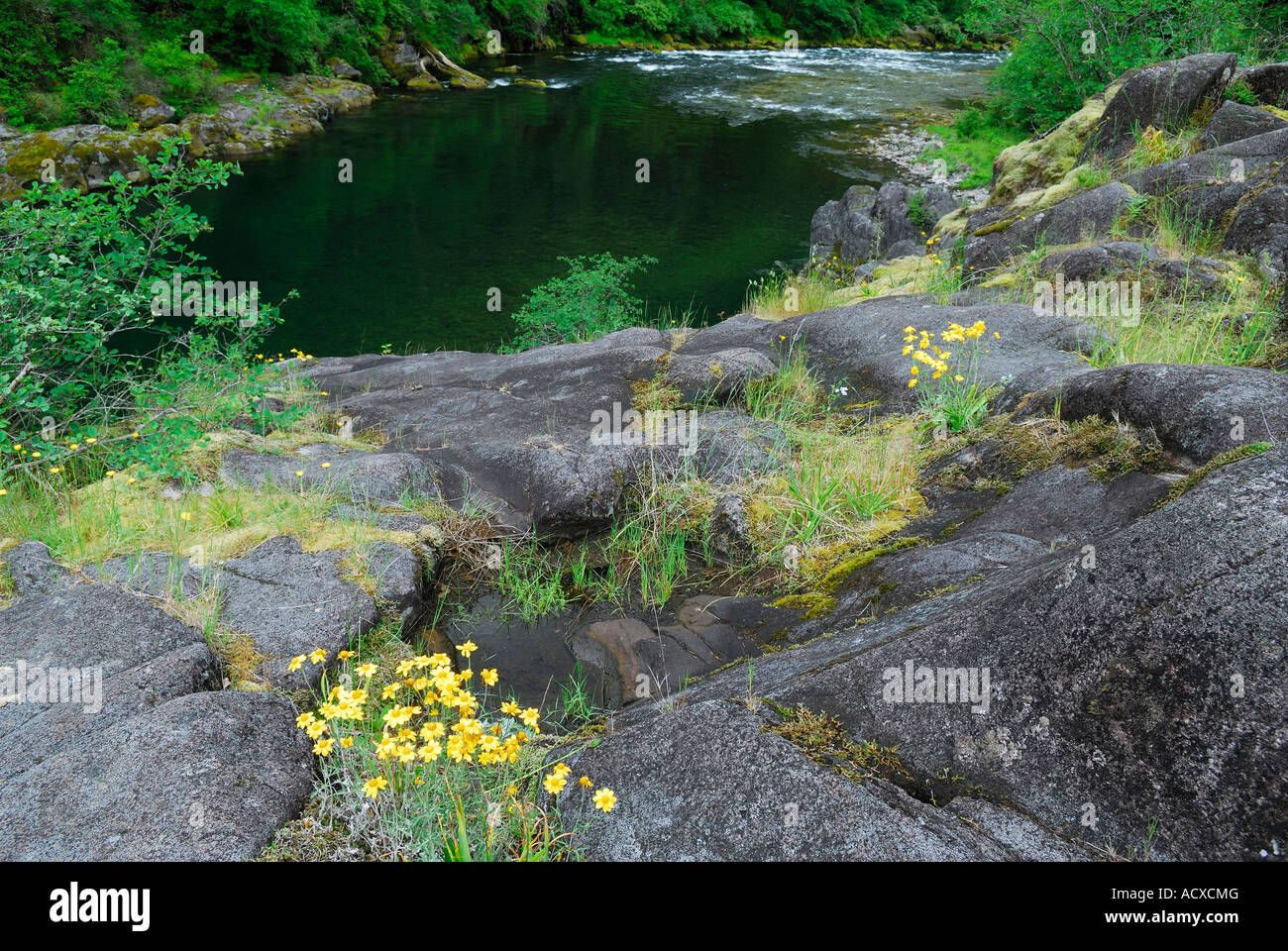 Margherite di fiori selvaggi e levigato glaciale di roccia sul lato nord del fiume Santiam Mill City Oregon USA Foto Stock