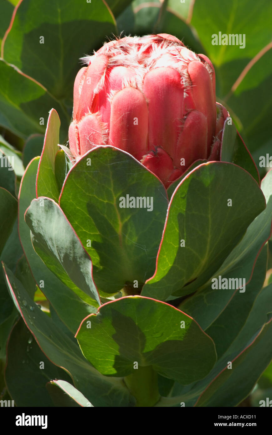 Protea Neriifolia Foto Stock