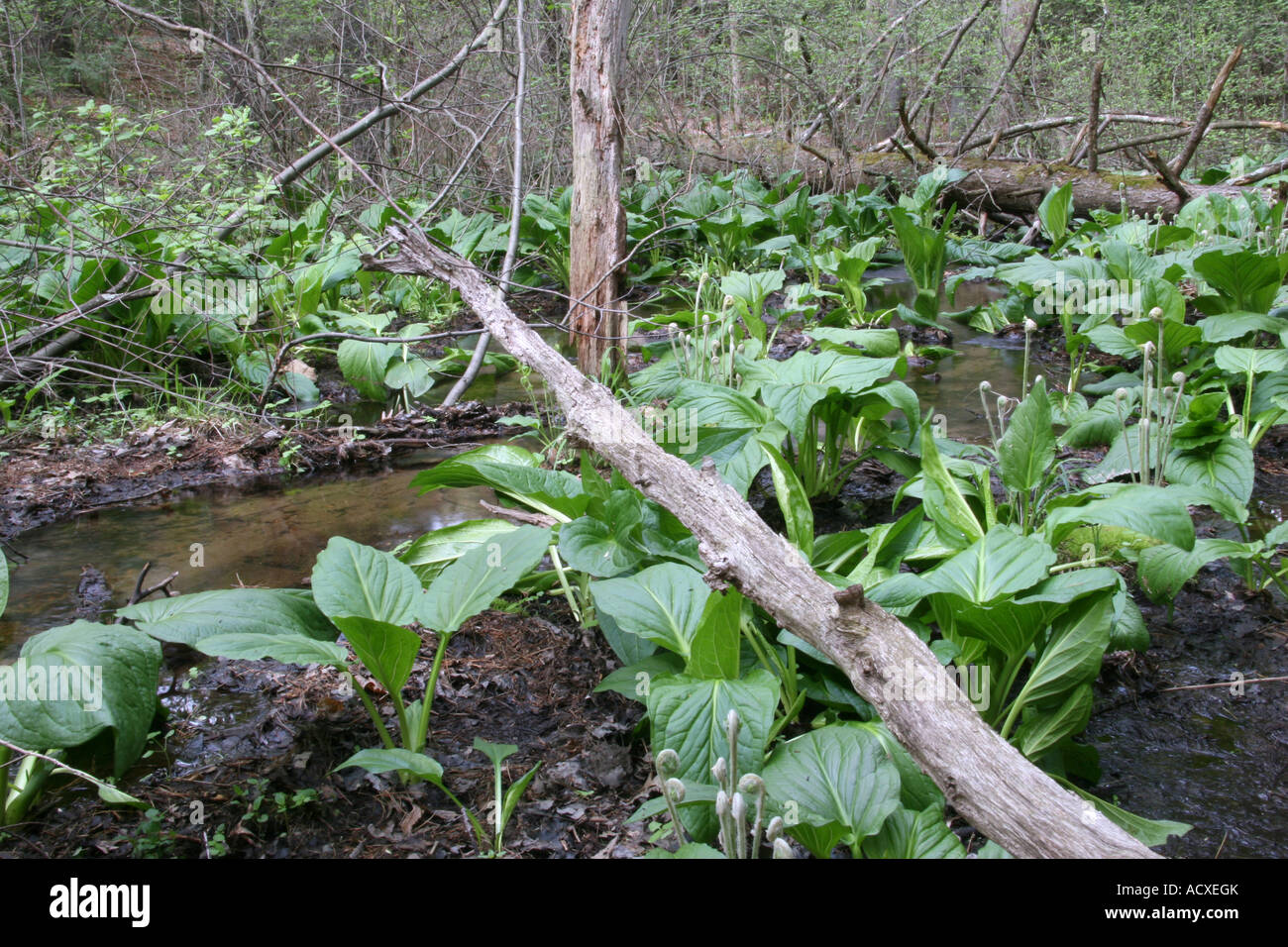 Flusso di zone umide e Skunk cavolo (Symplocarpus foetidus) Foto Stock