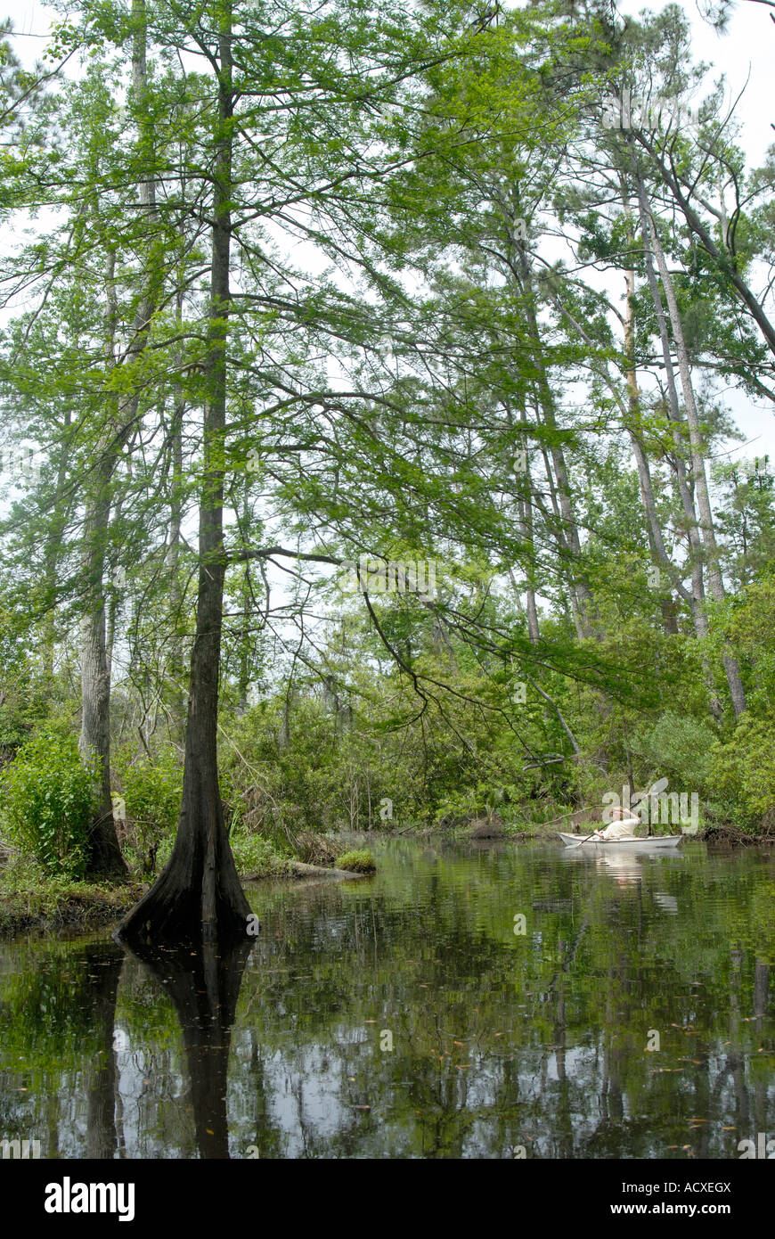 Baldcypress in canna Bayou New Orleans Foto Stock