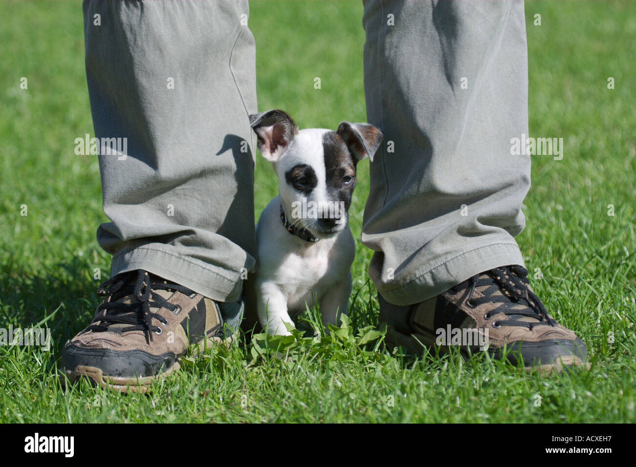 Jack Russel terrier cucciolo tra due gambe umane Foto Stock