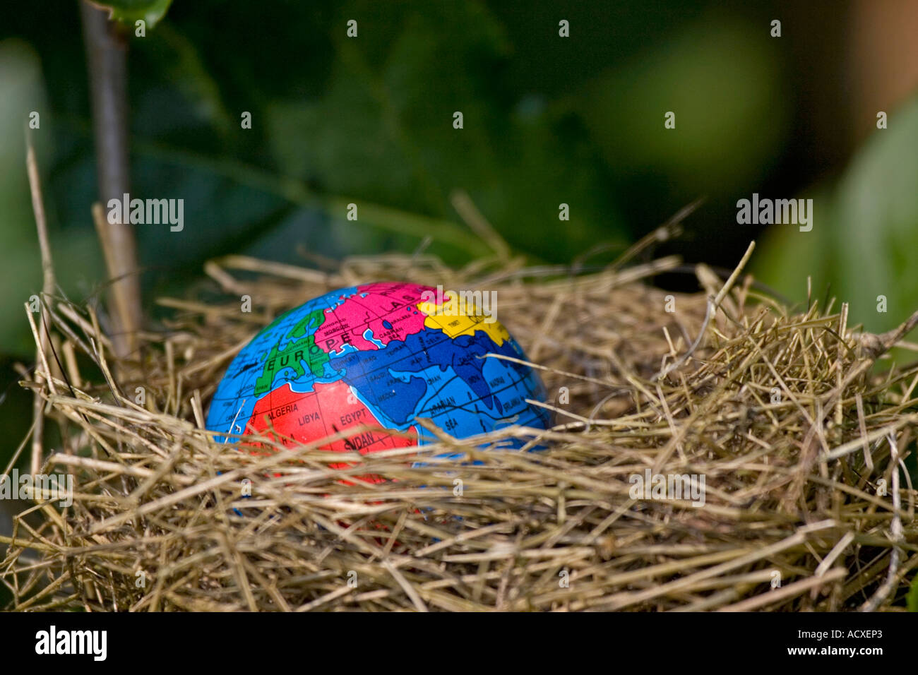 Globo in un nido di uccelli Foto Stock