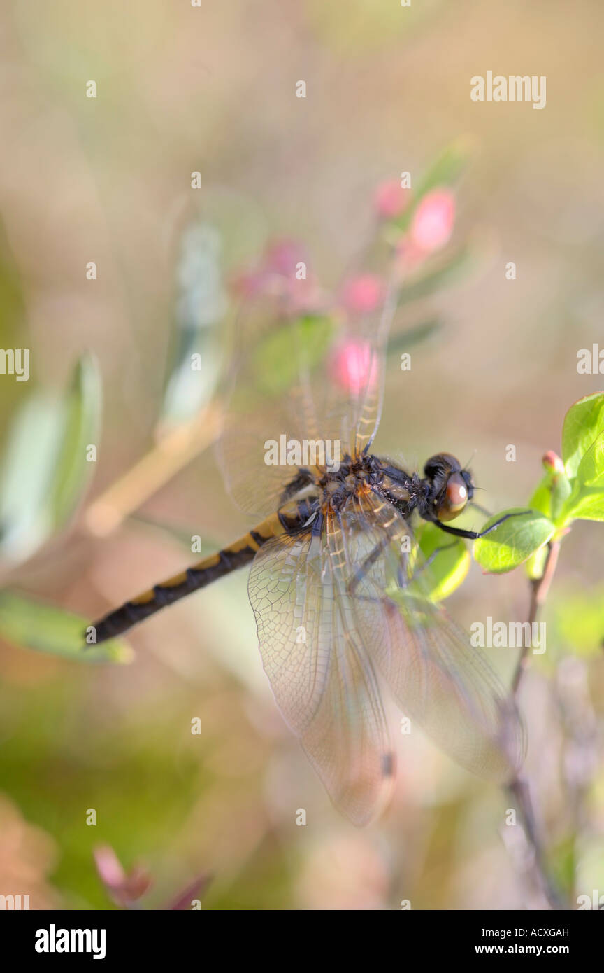 Il nord di fronte bianco-Darter - Leucorrhinia rubicunda regolate su un impianto di mirtillo, il nord della Finlandia Foto Stock