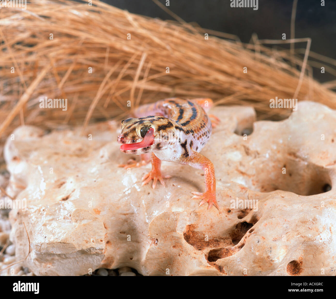 Chiedo Gecko / rana gigante occhio Gecko Foto Stock