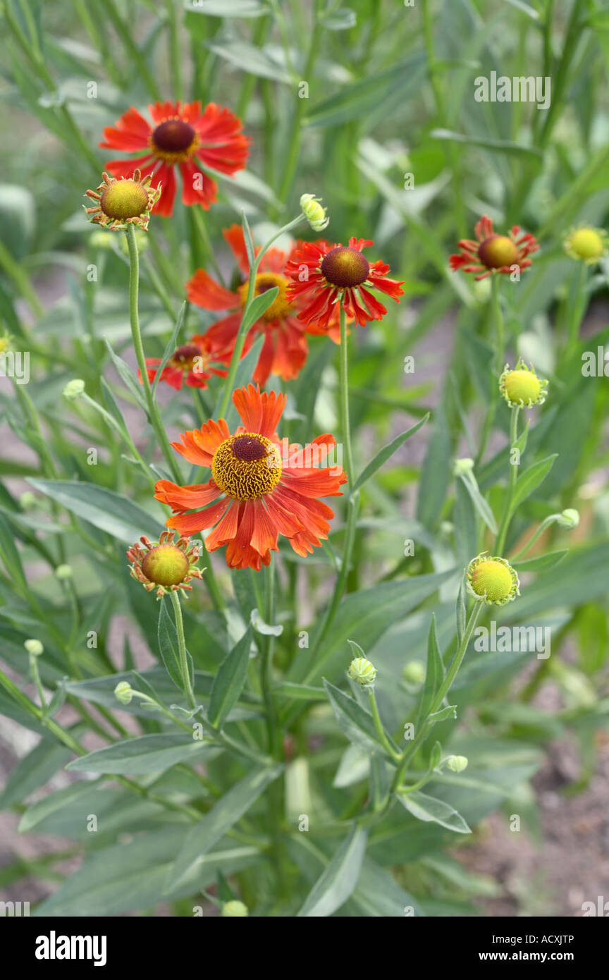 Helenium autumnale - Comune Sneezeweed fiori e boccioli Foto Stock