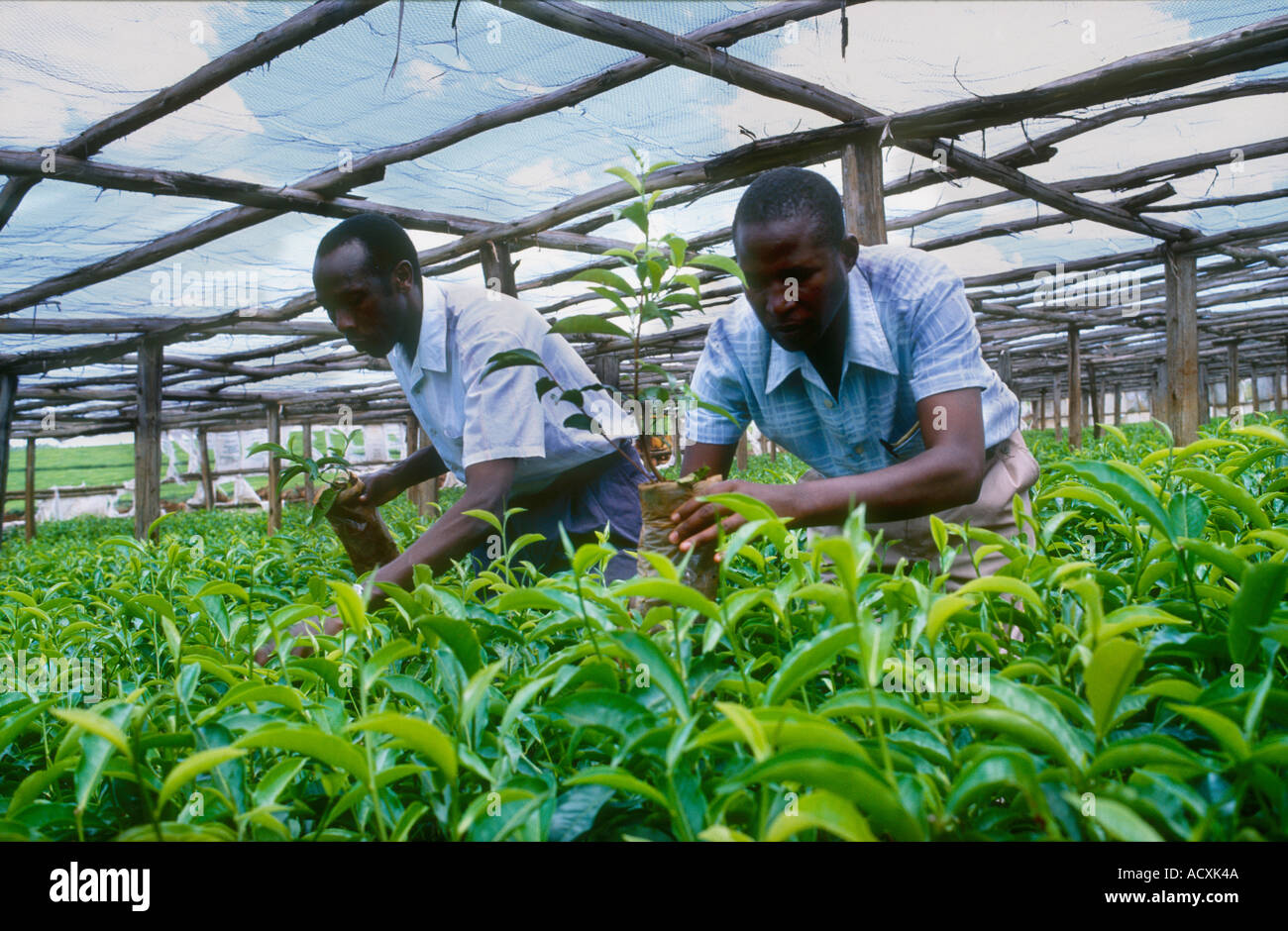 Tendendo a giovani piante di tè nel vivaio di effettuare selezioni Kericho la piantagione di tè del Kenya Foto Stock