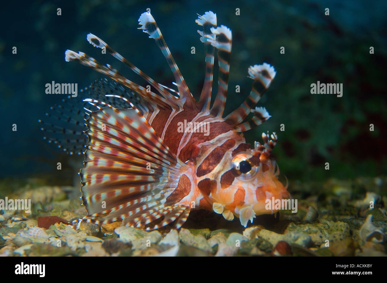 Lionfish nano Foto Stock