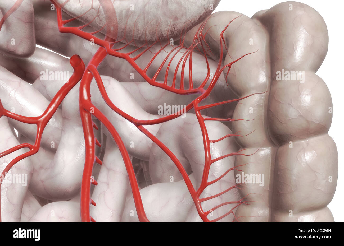 Arterie mesenterica Foto Stock