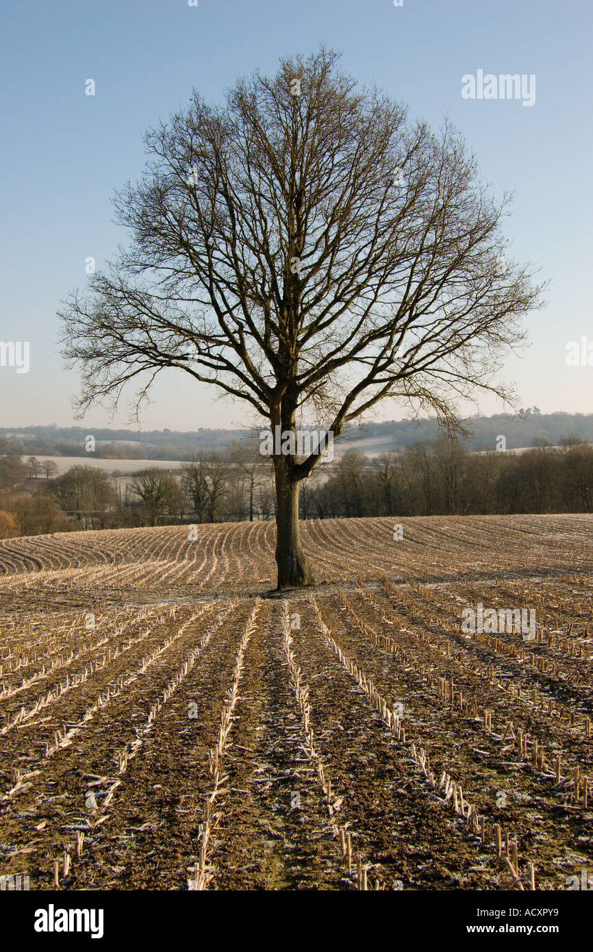 Albero di quercia in campi invernali Kent Foto Stock
