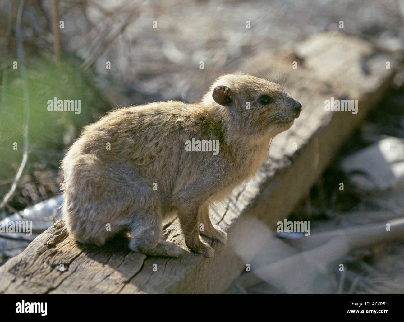 Un hyrax abbastanza piccole, tarchiato, mammiferi erbivori nell'ordine Hyracoidea vivono in Africa e Medio Oriente Foto Stock