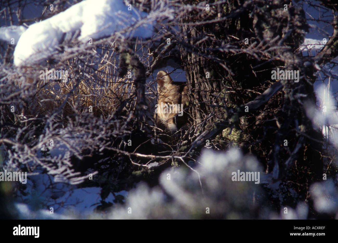 Wild Patagonia femmina Puma nascondersi dietro tree Foto Stock