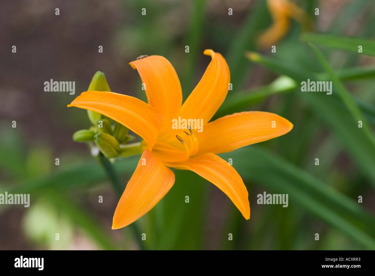 Hemerocallis aurantiaca singolo fiore flower orange Foto Stock