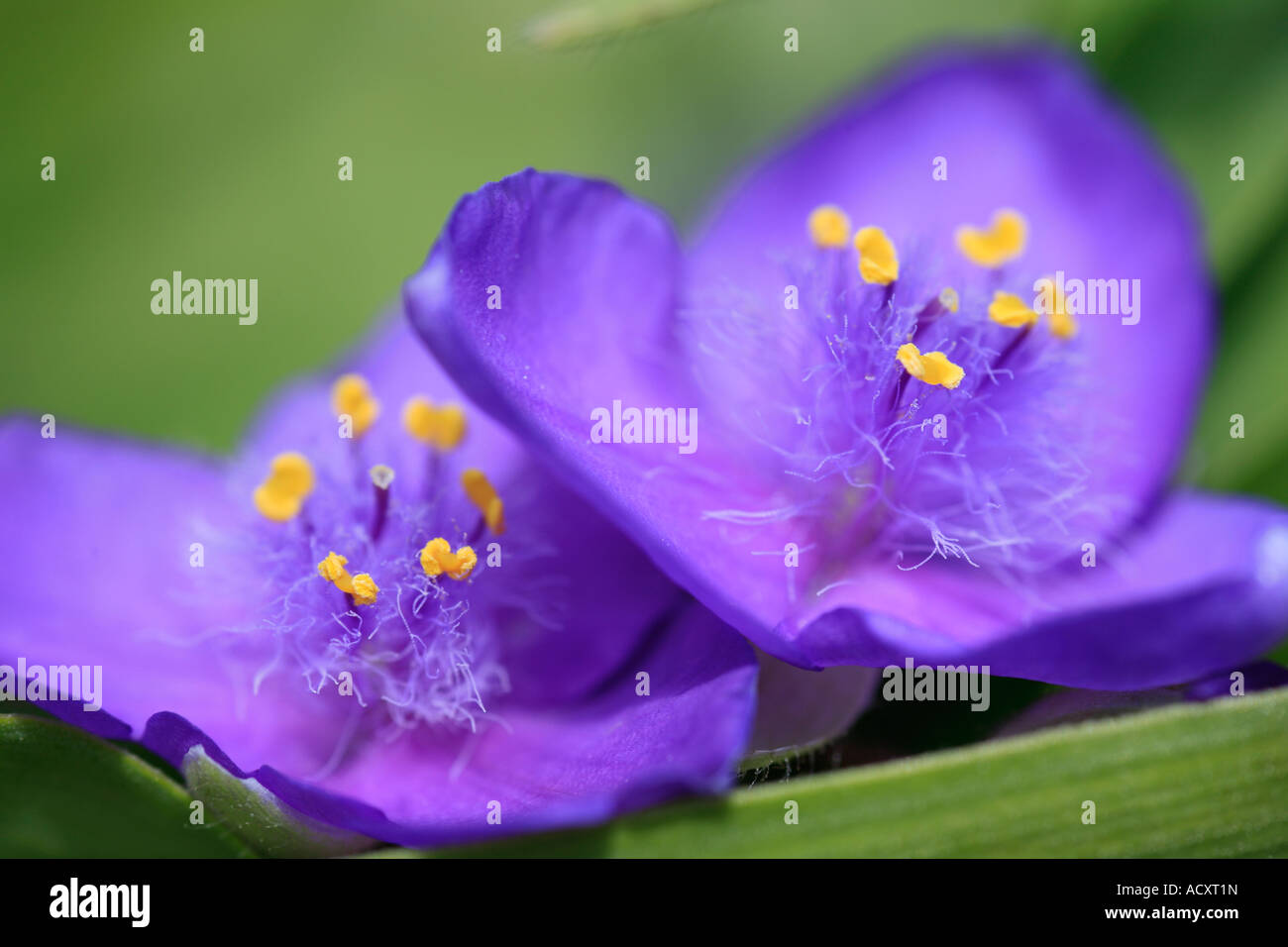Close up Tradescantia x andersoniana Foto Stock