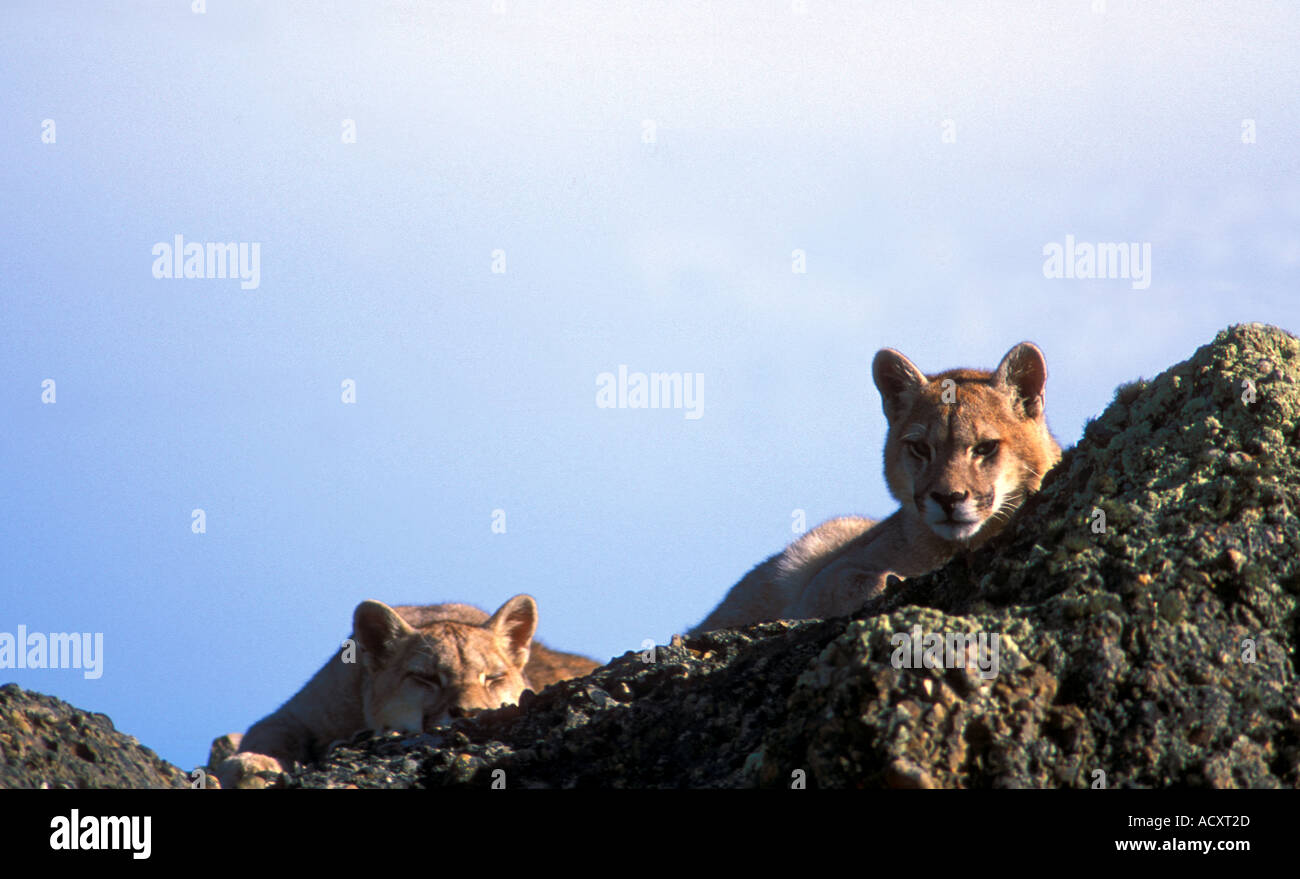 2 totalmente selvaggio di Patagonia cuccioli di Puma in appoggio sulle rocce Foto Stock