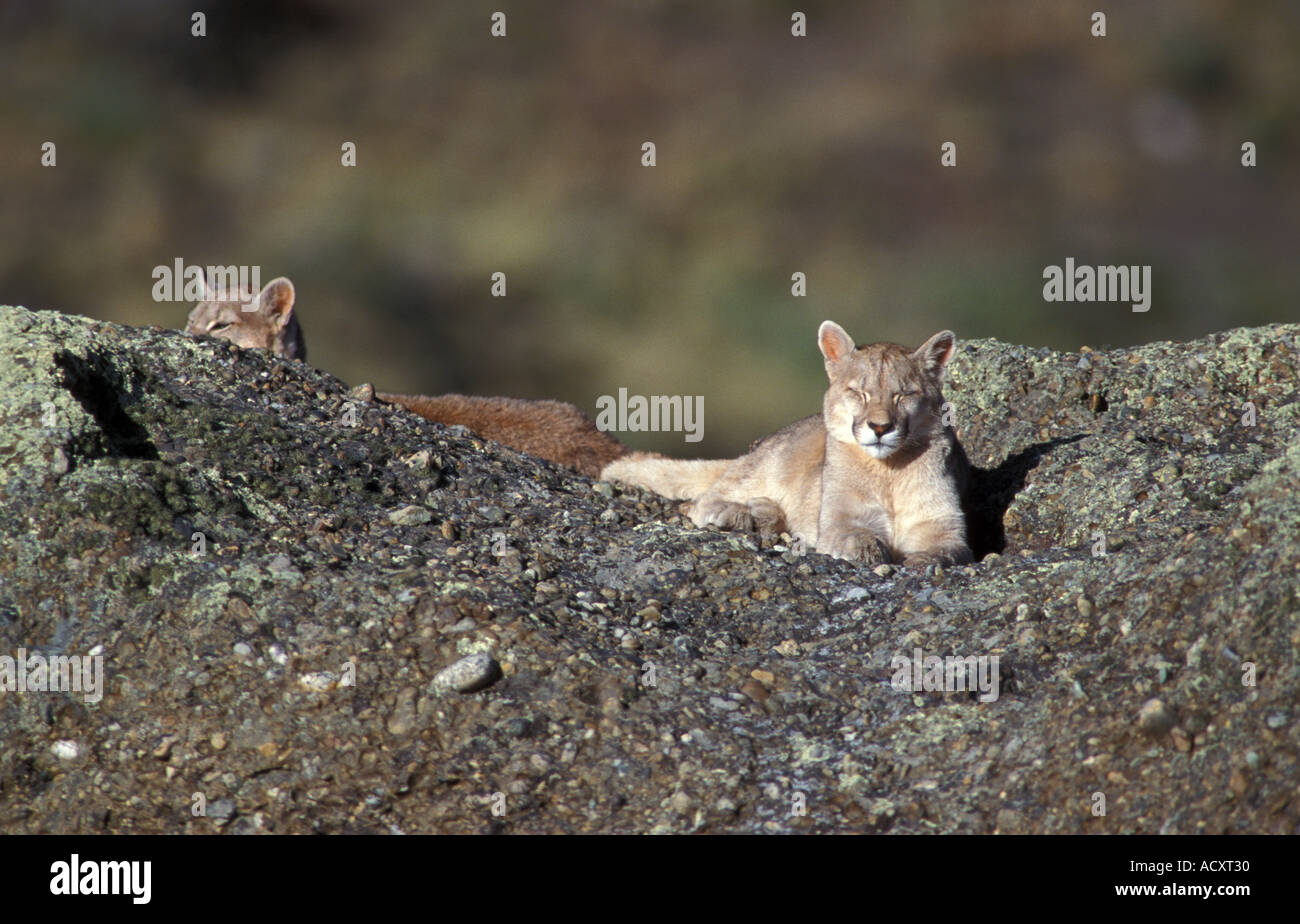 2 totalmente selvaggio Puma Patagonia cuccioli di appoggio sulle rocce Foto Stock