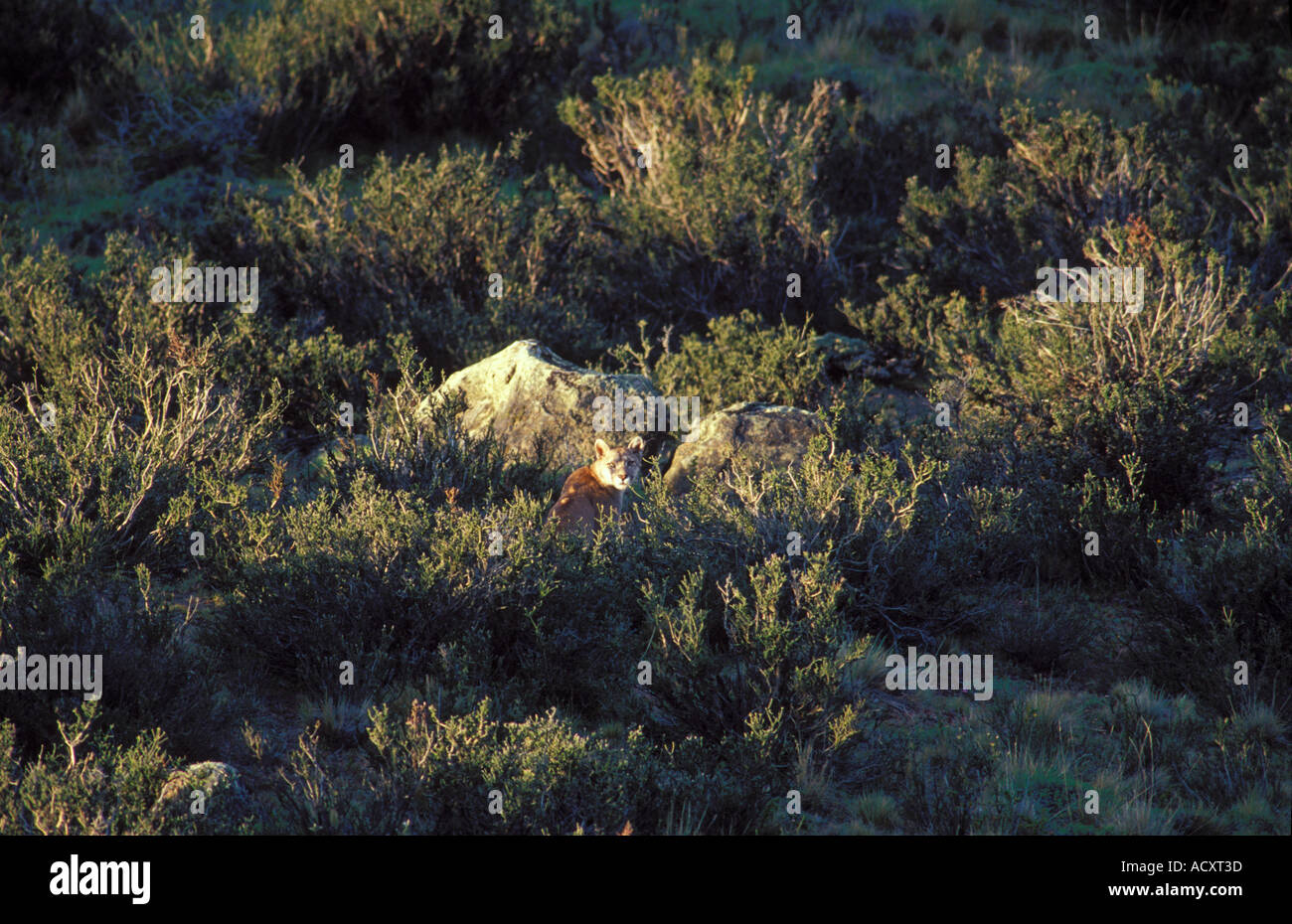 Patagonia selvatici puma seduti a mata negra arbusti,Cile Foto Stock