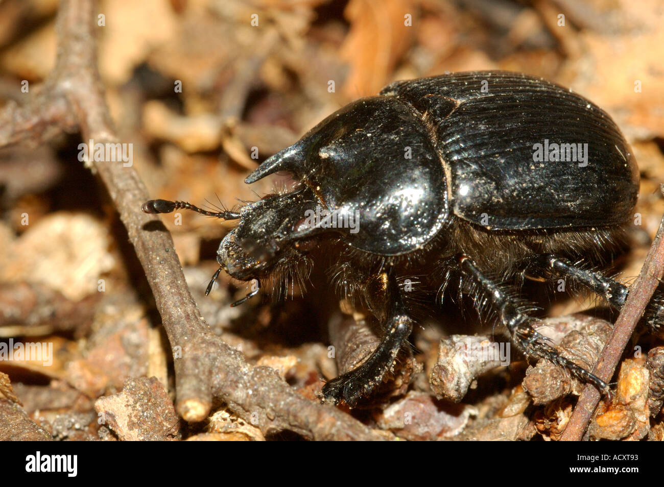 Minotauro Dung Beetle su Greenham Common Riserva Naturale Foto Stock