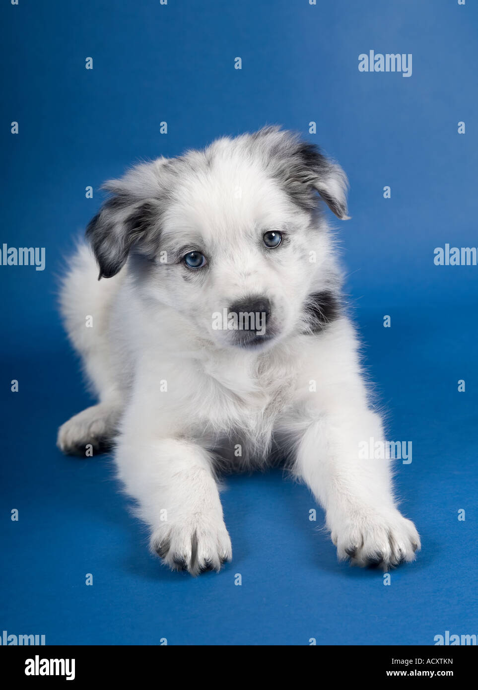 Un blue merle Border Collie cucciolo Foto stock - Alamy