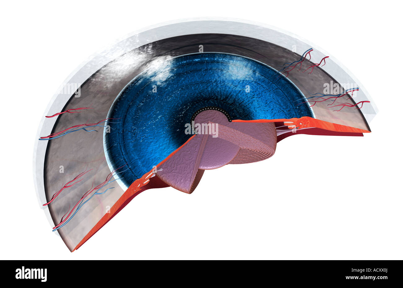 Anatomia di sezione dell'occhio Foto Stock