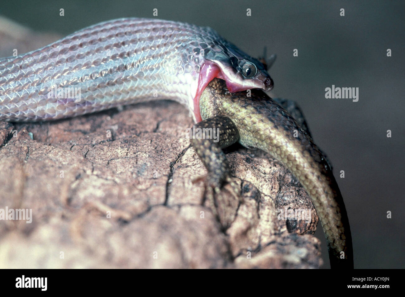 Herald Snake, Crotaphopeltis hotamboeia Foto Stock