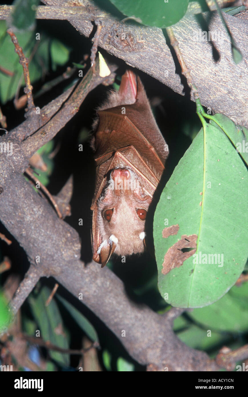 Paglia colorata frutta Bat; Eidolon helvum Foto Stock