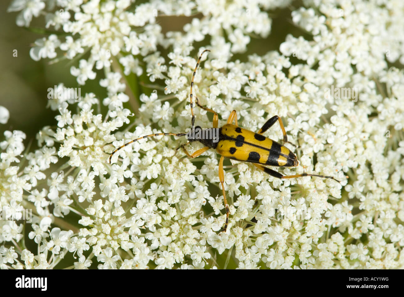 Strangalia maculata, un tipo di Longhorn beetle, sul selvaggio fiore di carota Foto Stock Strangalia maculata, un tipo di Longhorn beetle, sul selvaggio fiore di carota Foto Stock