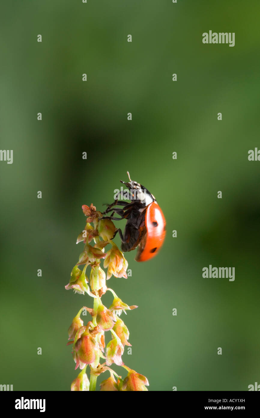 Sette Spot Coccinella Coccinella 7-punctata tenendo fuori dal dock. Parte della sequenza di 3 mostra il decollo Foto Stock