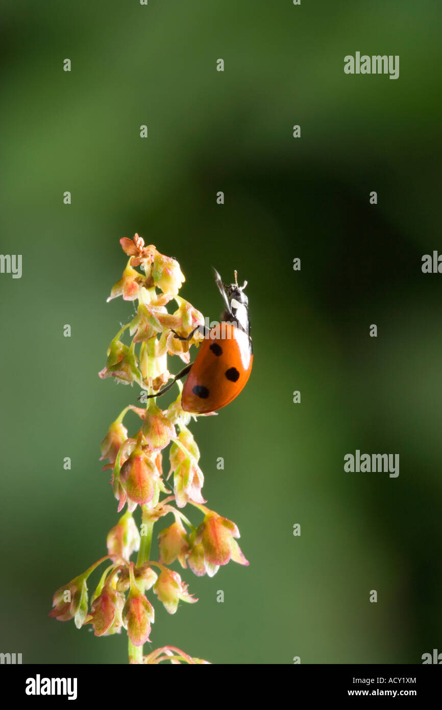 Sette Spot Coccinella Coccinella 7-punctata sul dock. Parte della sequenza di 3 mostra il decollo Foto Stock