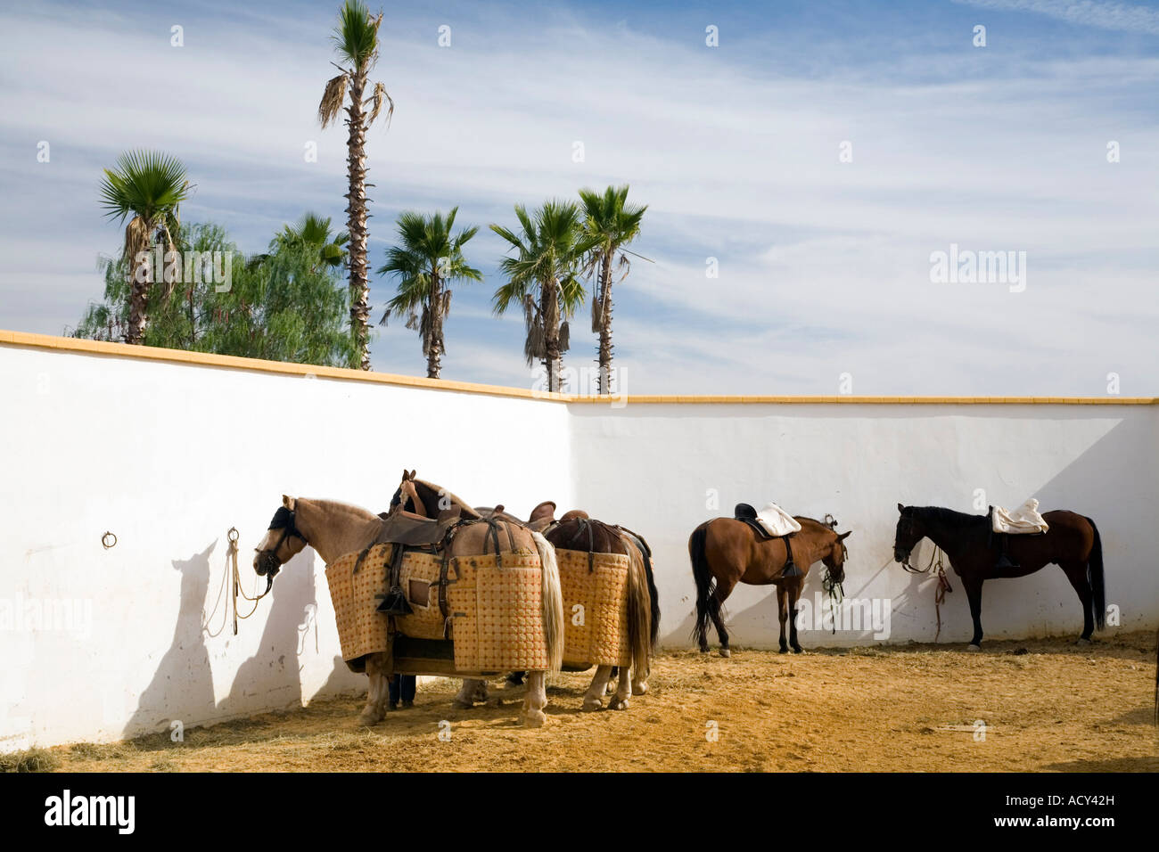 I cavalli del picadors (cavalli) e alguacilillos (dipendenti) prima di una corrida, Spagna Foto Stock