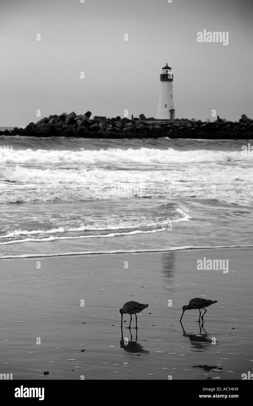 In marmo Godwits alimentando il surf a Santa Cruz, in California. Foto Stock