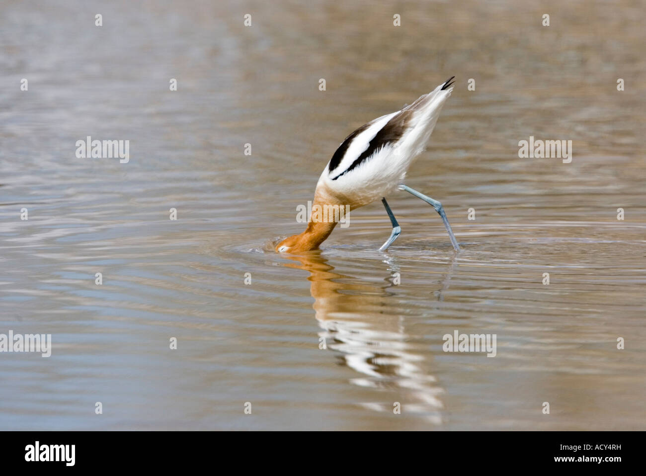American Avocetta Recurvirostra americana Phoenix in Arizona, Stati Uniti 21 febbraio maschio adulto Scolopacidae Foto Stock