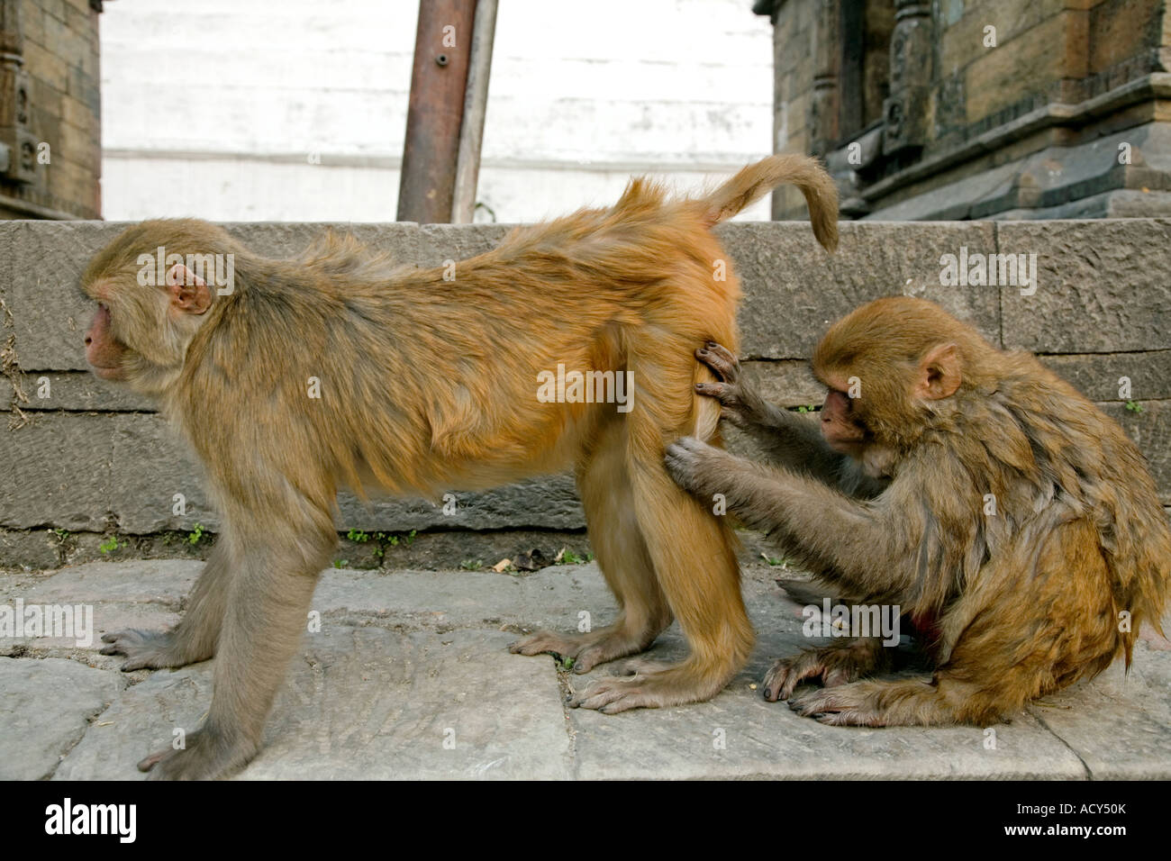 Monkey preleva i parassiti. Pashupatinath tempio indù. Valle di Kathmandu.Nepal Foto Stock