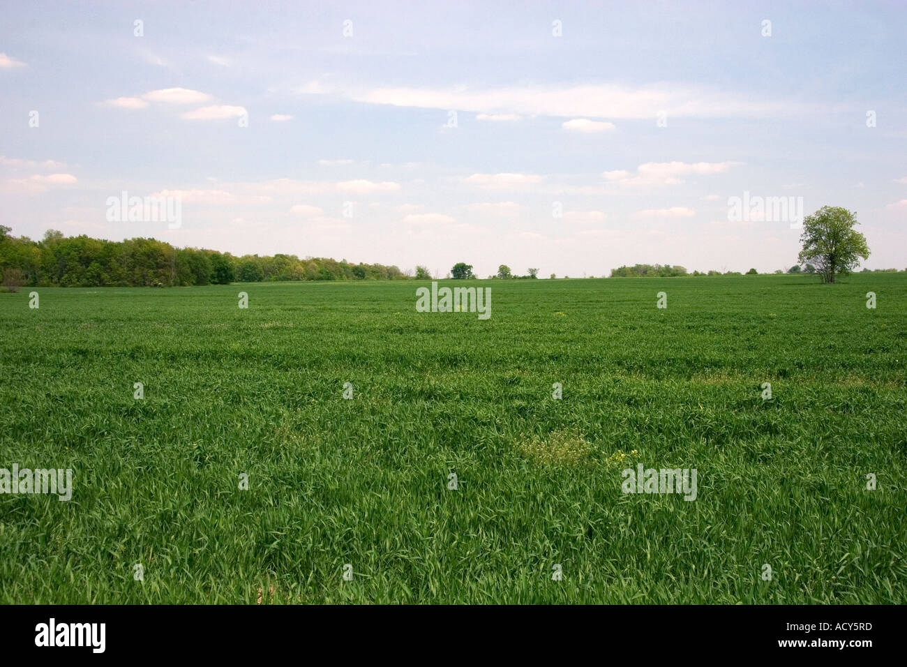 Immaturo verde campo di grano in northwestern Ohio. Foto Stock