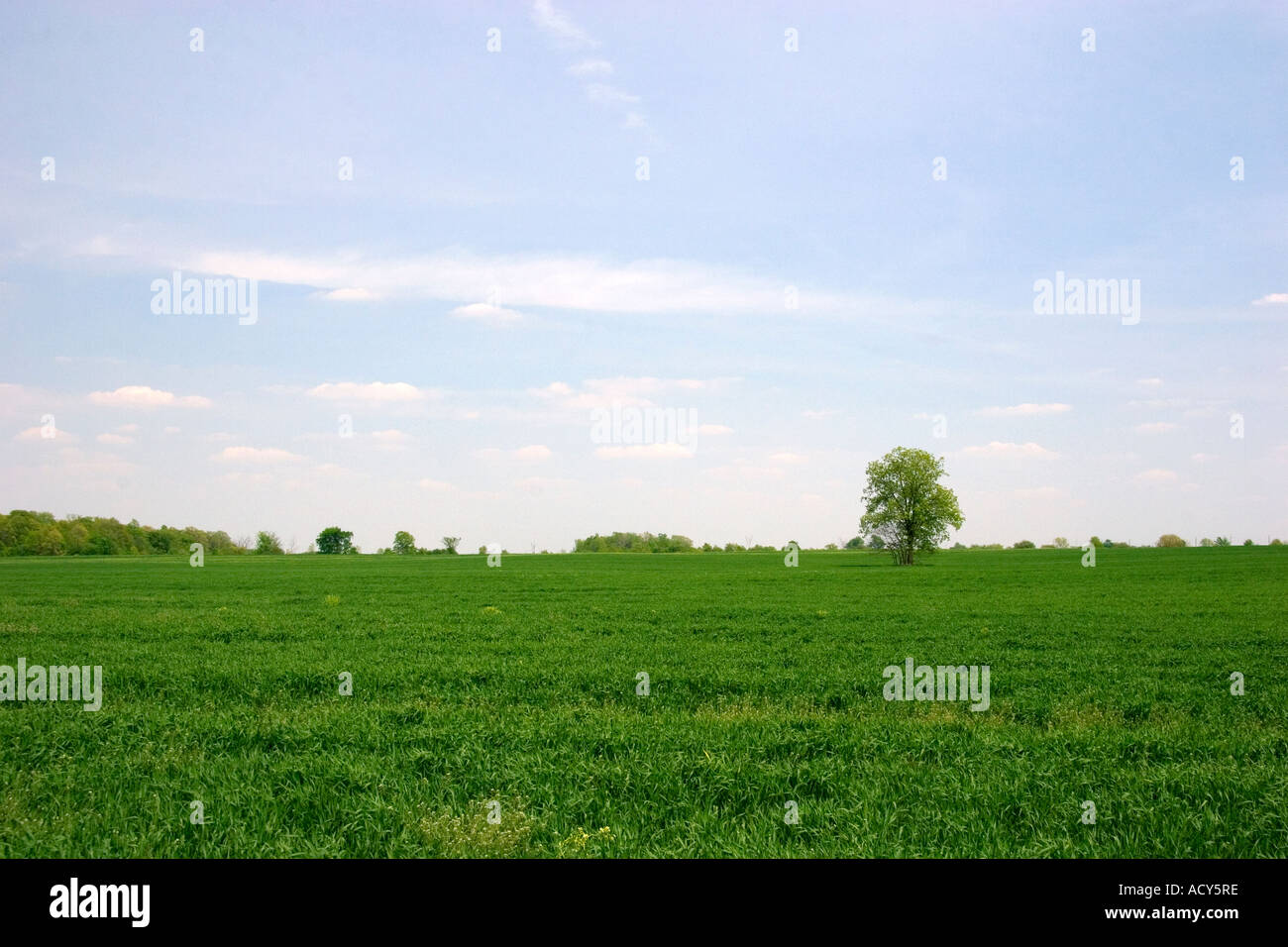 Immaturo verde campo di grano in northwestern Ohio. Foto Stock
