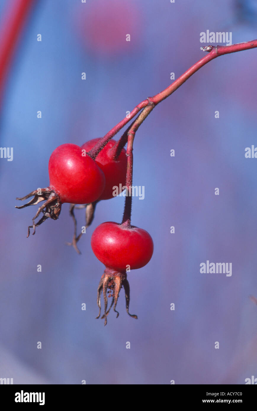 In inverno il colore rosa canina Rosa nutkana William Finley National Wildlife Refuge Willamette Valley Oregon o 159427 Foto Stock