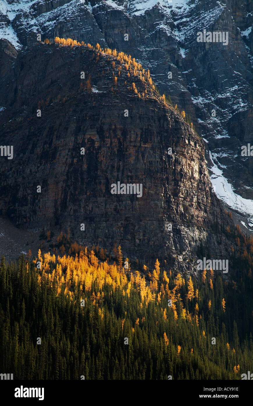 Albero del pomeriggio la luce solare che colpisce i larici sulla snowline sopra il Lago Moraine Canadian Rockies Alberta Canada Foto Stock