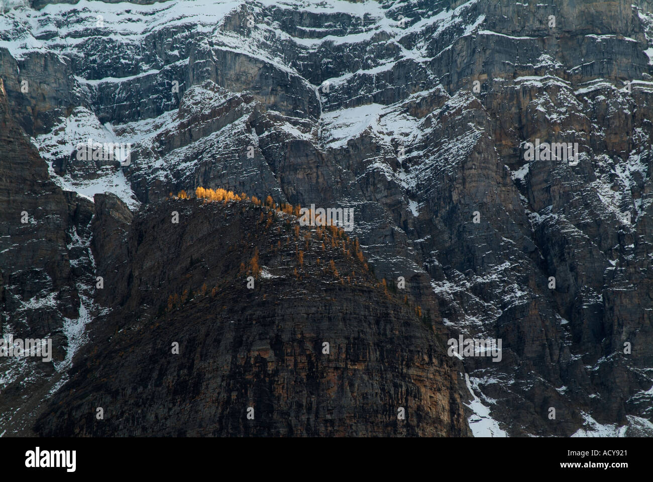 Albero del pomeriggio la luce solare che colpisce i larici sulla snowline sopra il Lago Moraine Canadian Rockies Alberta Canada Foto Stock