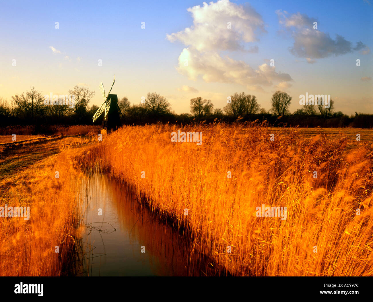 Wicken fen norfolk England Regno Unito Foto Stock