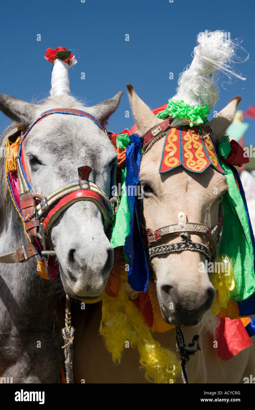 Cavalli vestiti per le gare del cavallo-racing festival di Tagong Foto  stock - Alamy