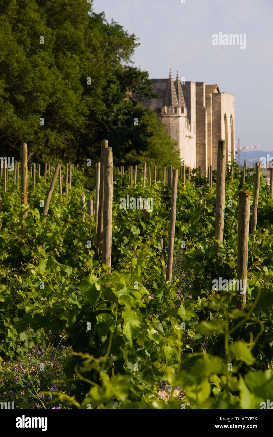 Avignon Francia Rocher des Doms una piccola vigna con il Palazzo dei Papi in background Foto Stock