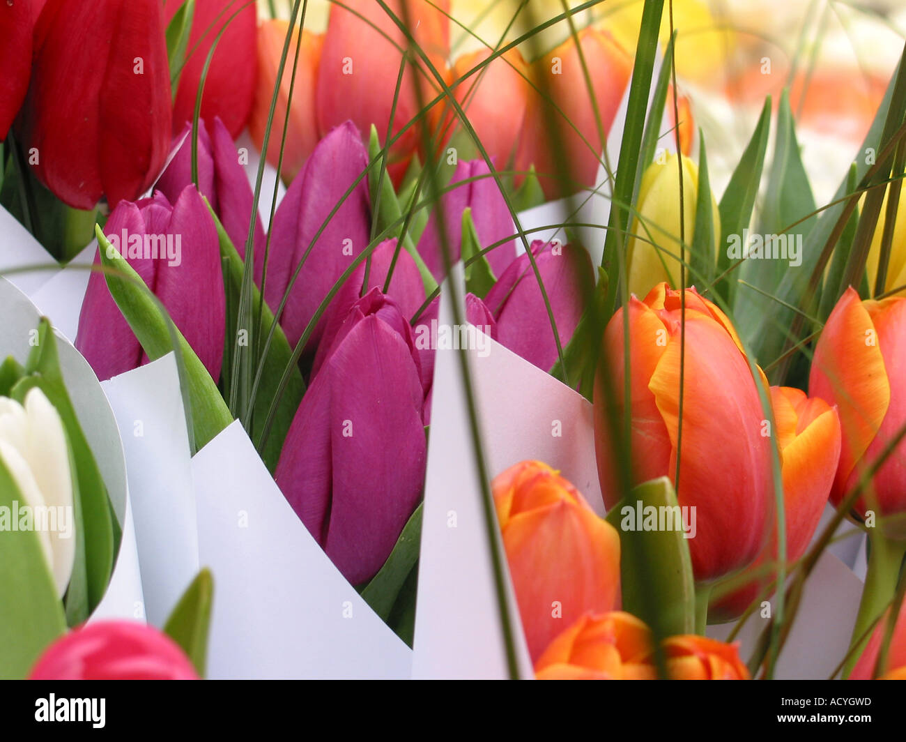 Close up di tulipani rossi al fioraio Grafton Street Dublino Irlanda Foto Stock