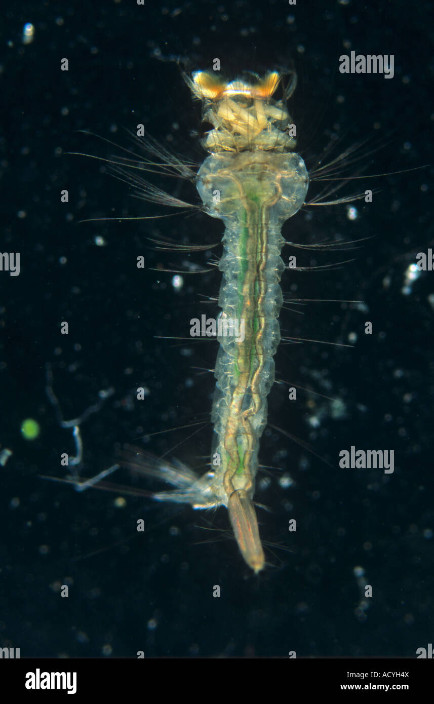 Larva di zanzara in acqua Foto Stock