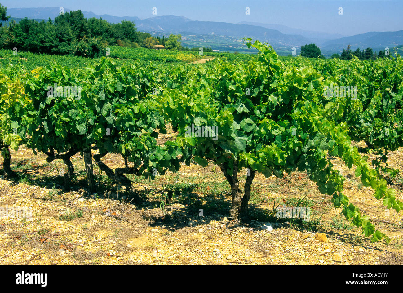 Vigneto di Cotes du Rhone, Provence, Francia Foto Stock