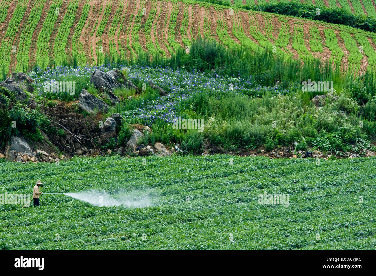 Il coreano non protette agricoltore la spruzzatura di pesticidi sul campo di anguria di Sokcho Corea del Sud Foto Stock