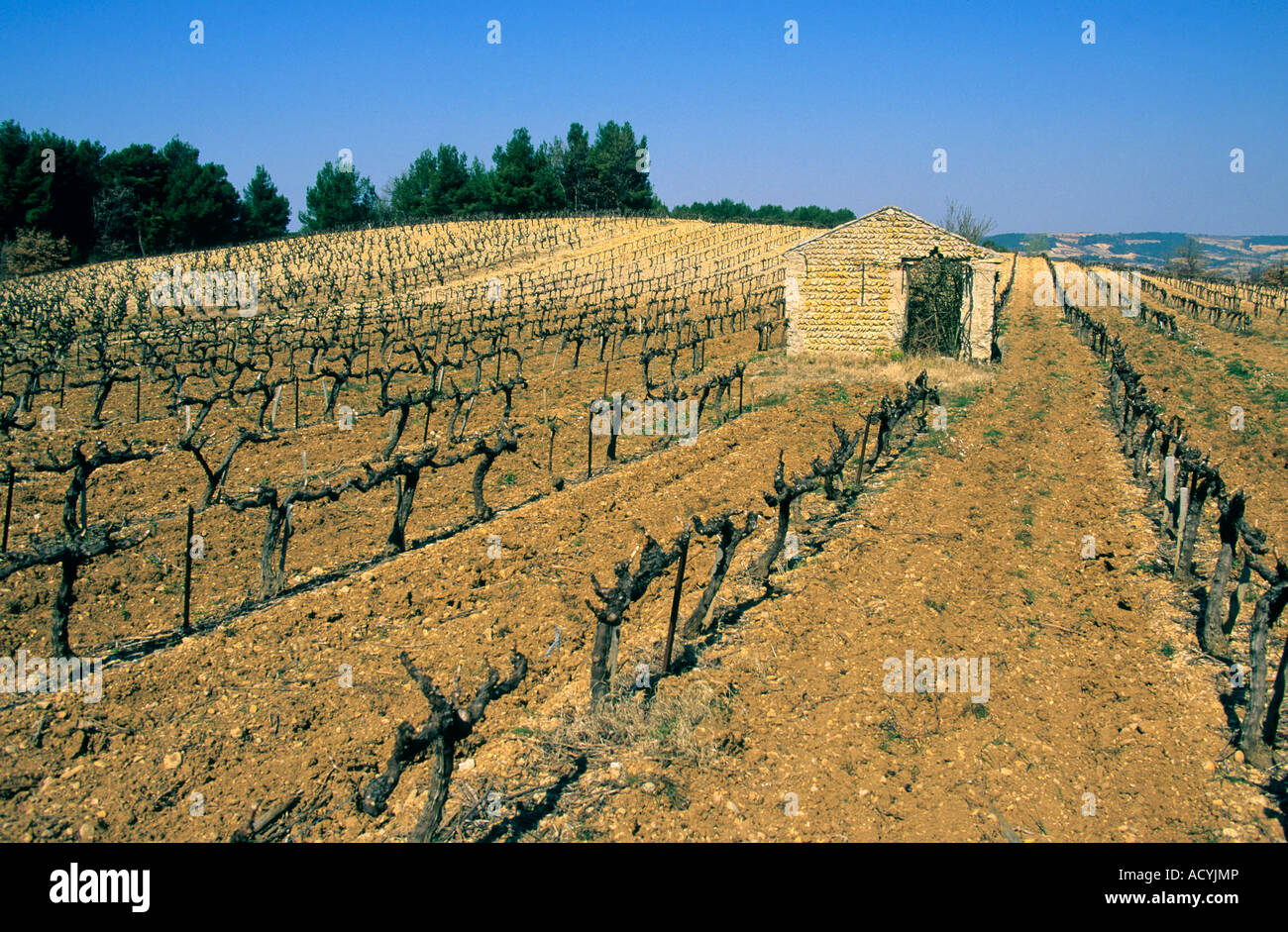 Cotes du Rhone. Vigneto. Francia Foto Stock