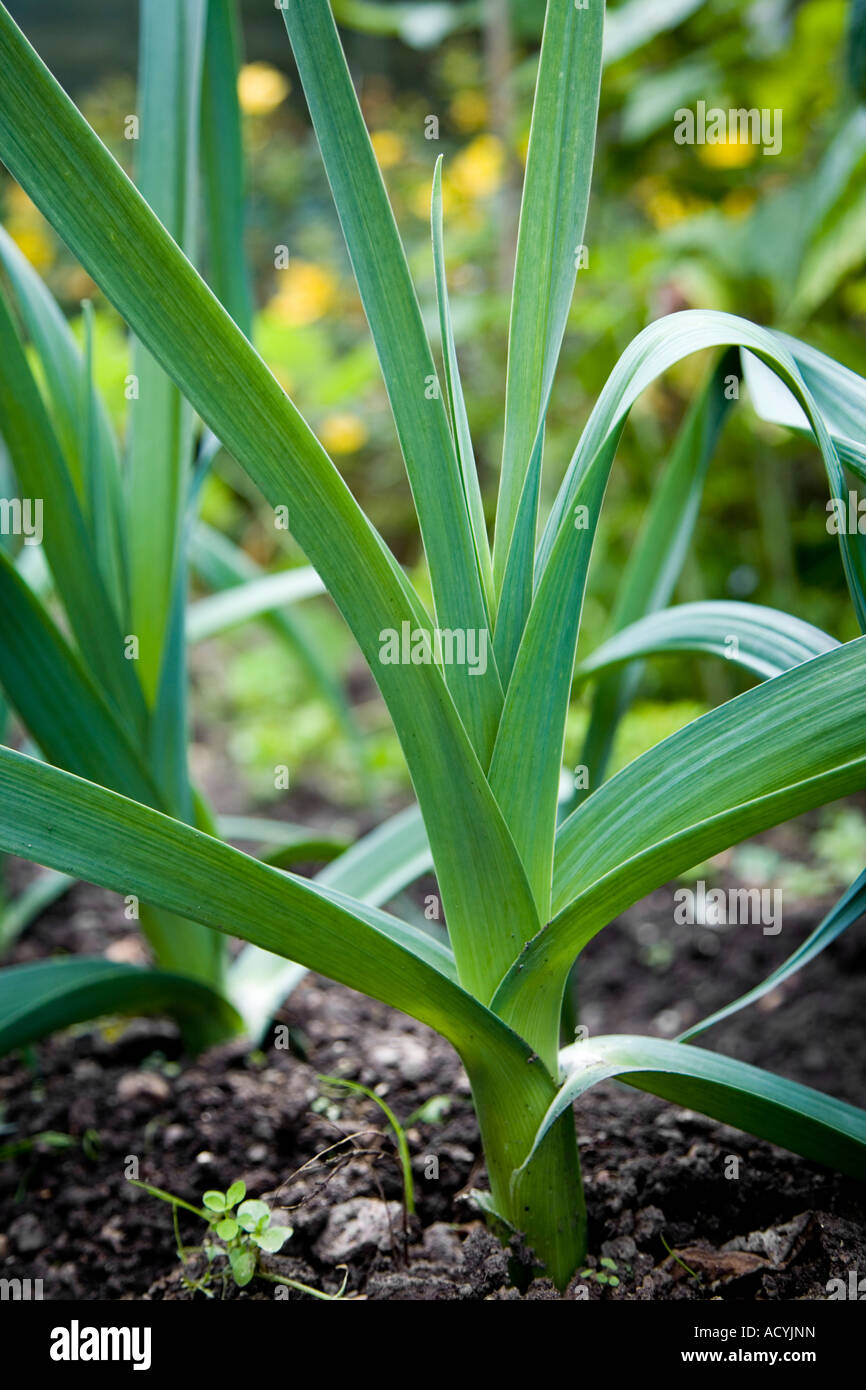 I porri in un giardino. (Allium ampeloprasum var. porrum (L.)) Foto Stock