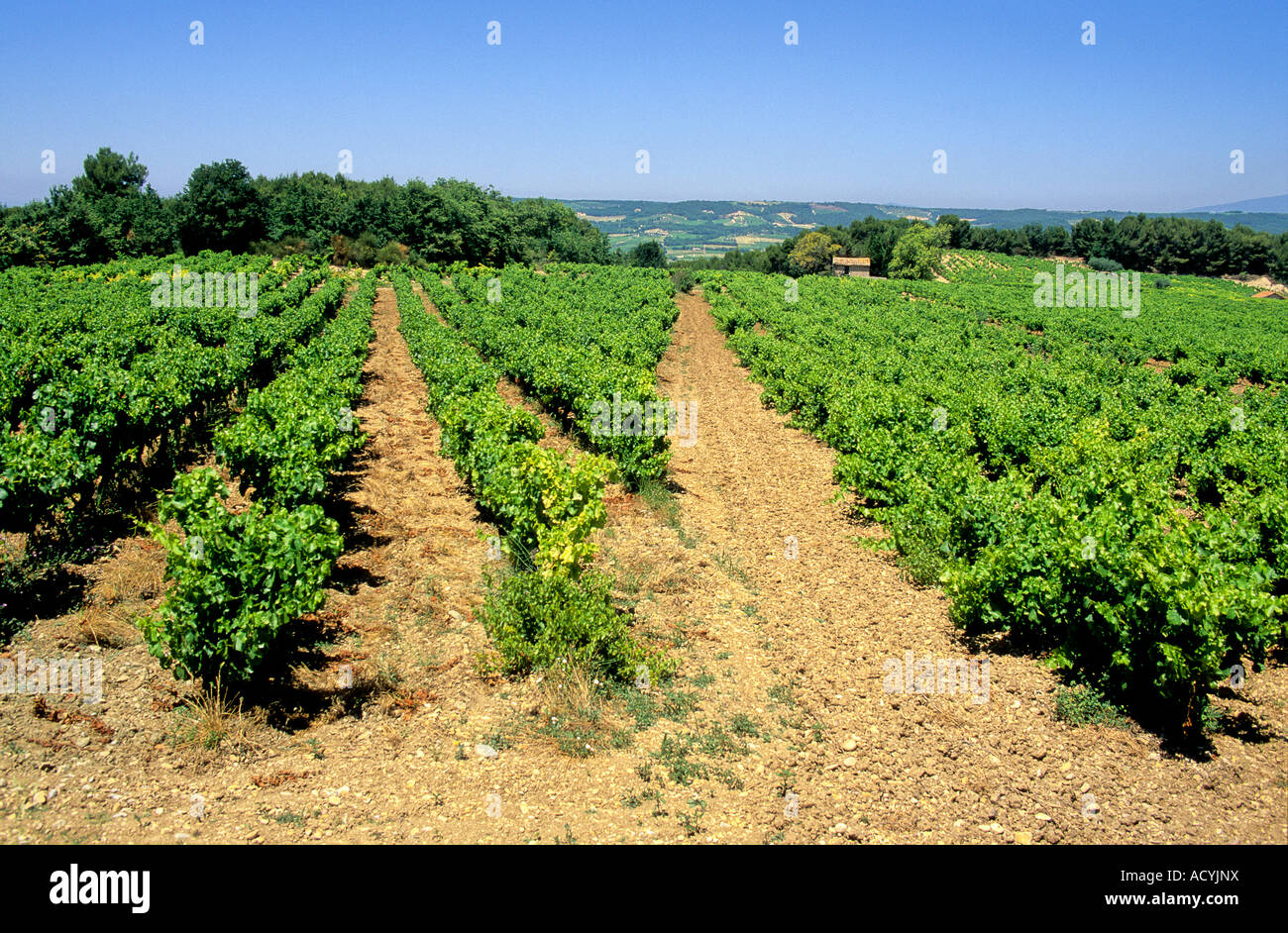 Vigneto di Cotes du Rhone, Provence, Francia Foto Stock