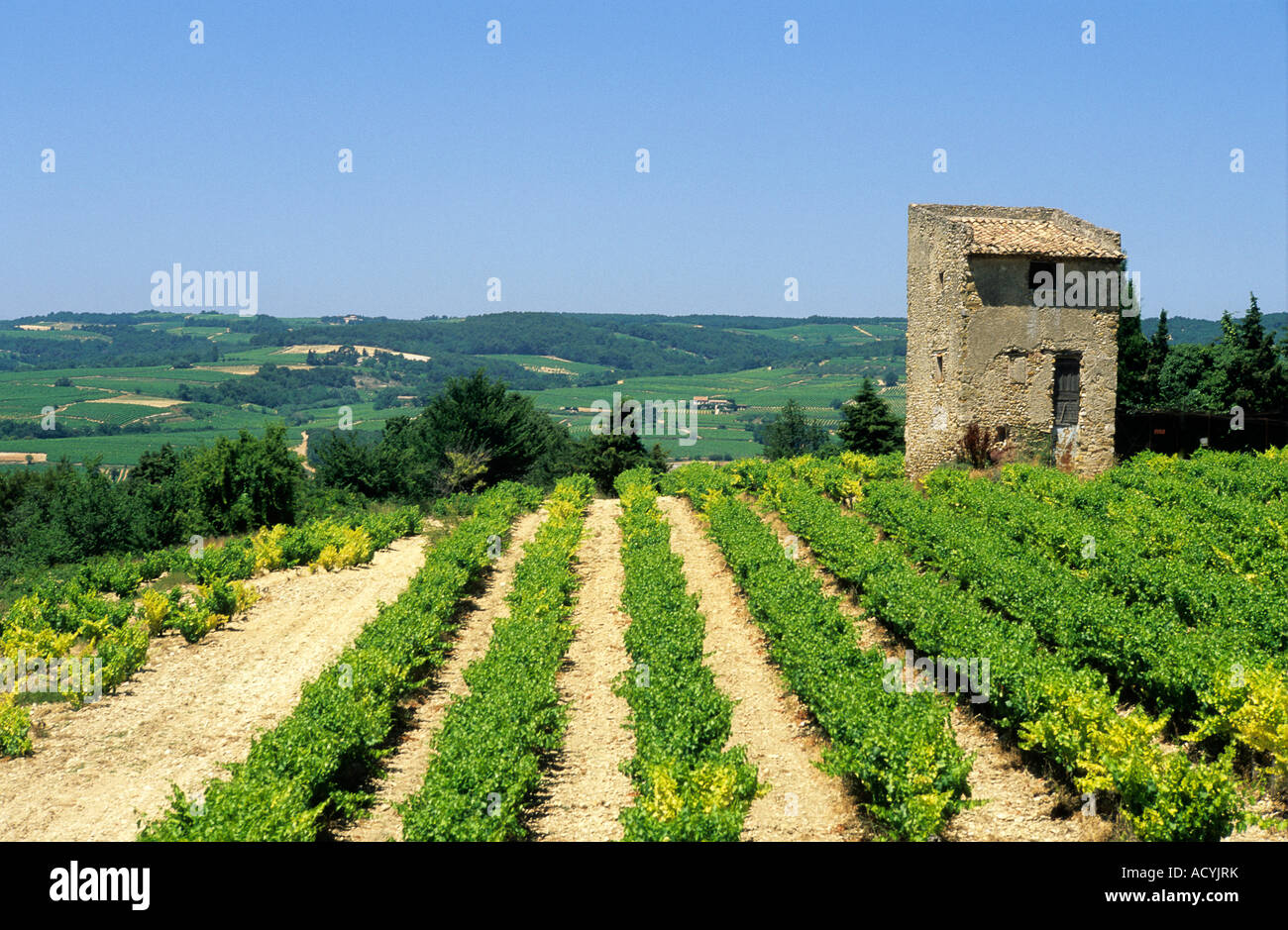 Cotes du Rhone. Vigneto. Francia Foto Stock