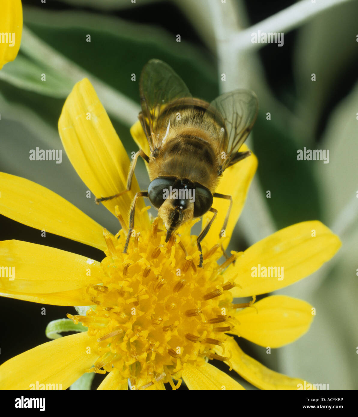 Drone fly Eristalis tenax adulto su un giallo fiore Compositae Foto Stock